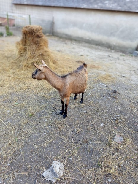 hatalmas alpesi anya kecske jó hejre eladó
