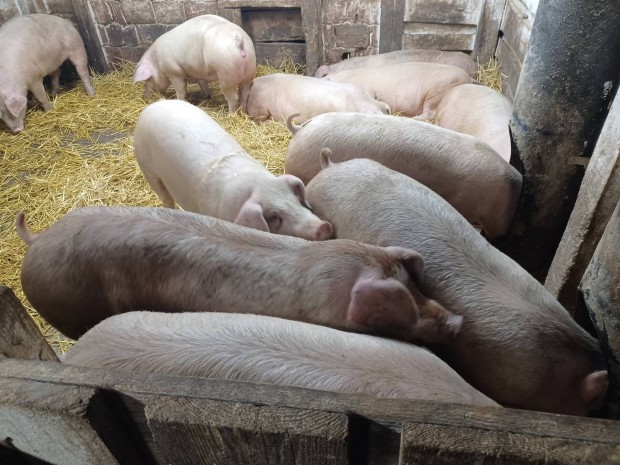 h�z� sert�s100kg 120 kg k�r�li 900ft/kg