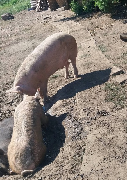 hízott tisza nagy falu viranyoson