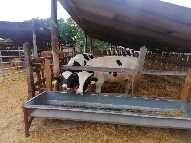 holstein-frz bika 