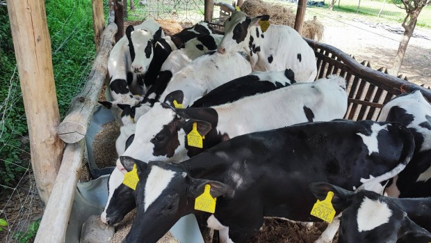 holstein frz bikk