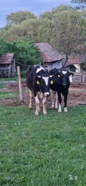holstein friz elad