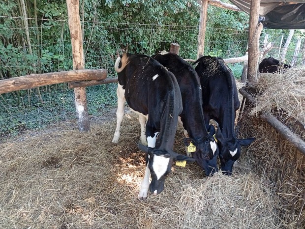 holstein-frz nvendk s itats borj 