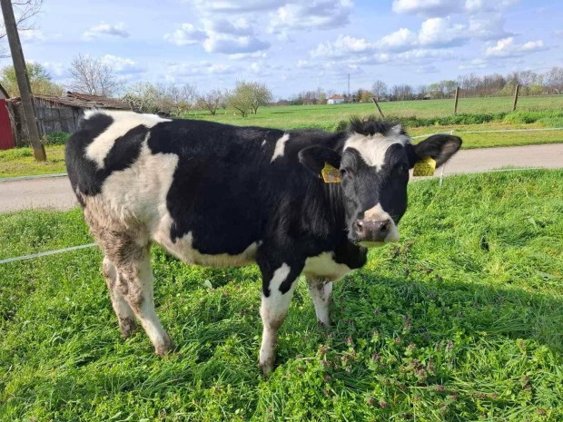 holstein szz sz