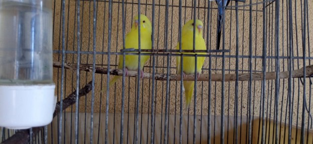 hullmos papagj 