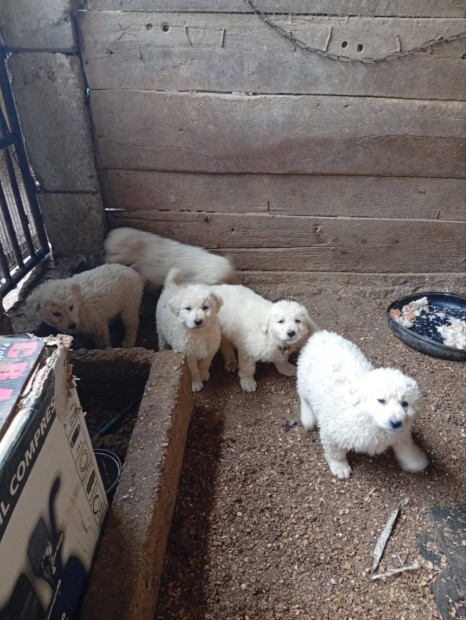 ingyenes kuvasz jelleg kiskutyk