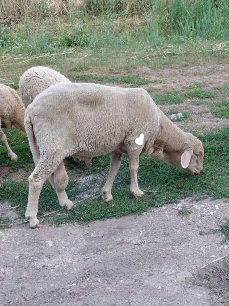 ivarrett kos