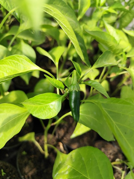 jalapeno palánta