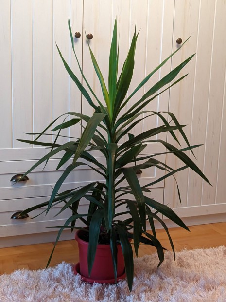 jukka (yucca) nvny