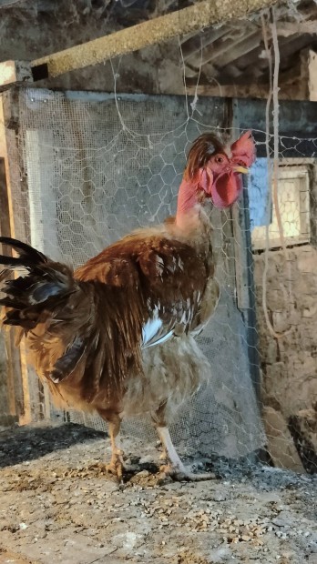 Elado Baromfi Csongrad Megye