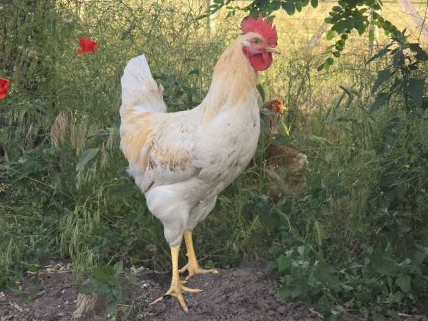 kakas elado Kecskemeten