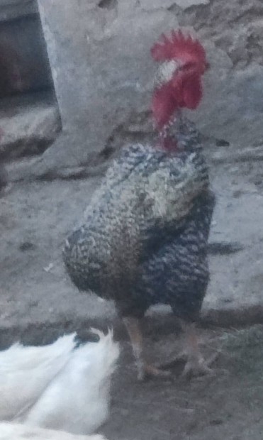 kakasok eladk 
