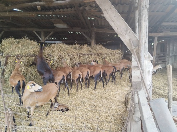 kameroni juh elad� 