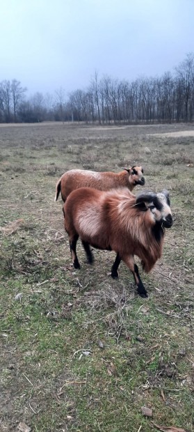 kameruni kos továbbtartásra eladó