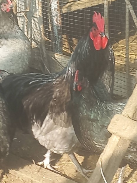 kk ausztralorp tenysztojs elad 