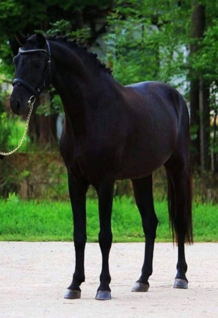kezdknek poni