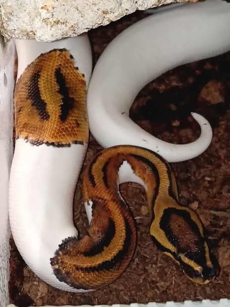kirly piton pied