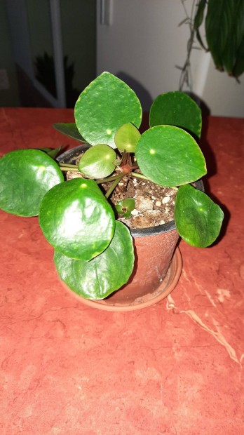 kismret Pilea