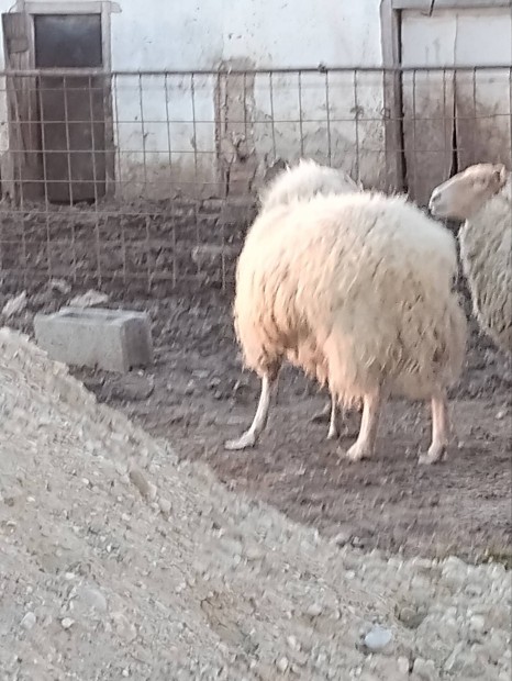 kos brny elad Ppn 2eves