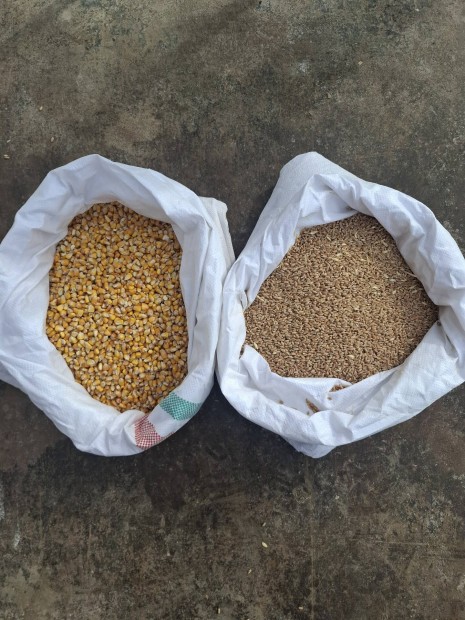 kukorica, b�za , zs�kolva , 