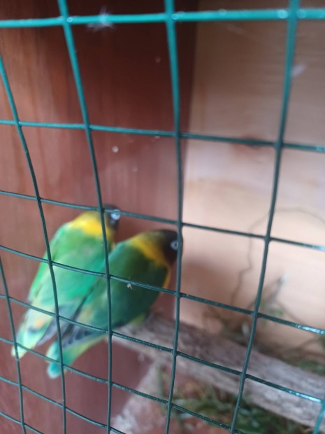 mad�r �s sz�rnyas �lat