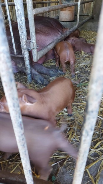 malacok duroc 