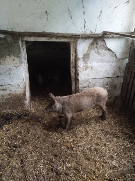 mangalica X magyar nagy fehér kan süldők