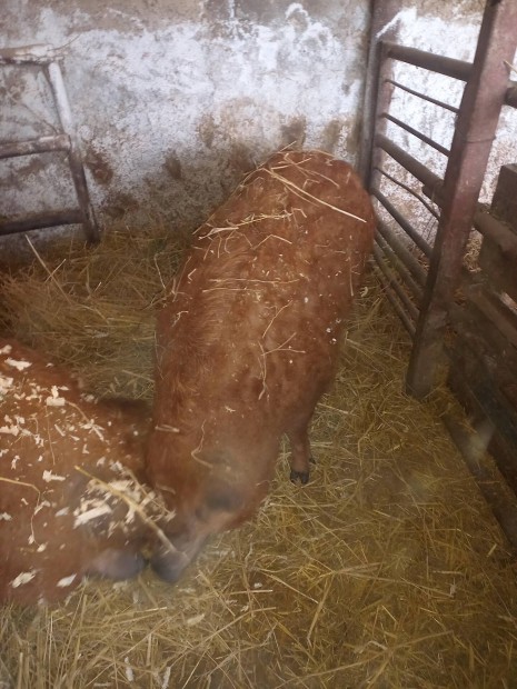 mangalica hiz elad!