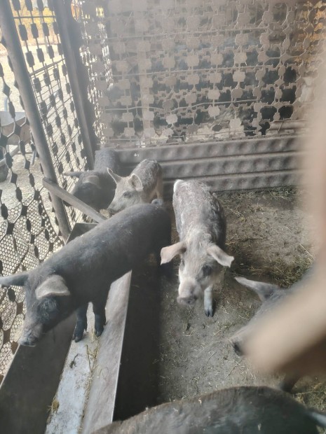 mangalica malac elad 