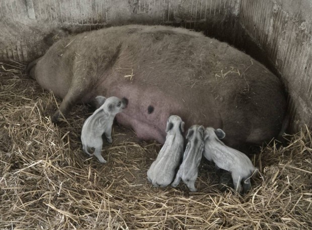 mangalica választási malacok eladók
