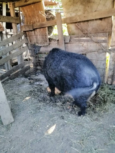 mangalica vietnmi malac