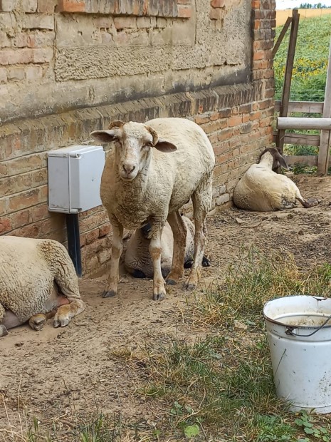 merin anya birka , merino x suffolk jerke 