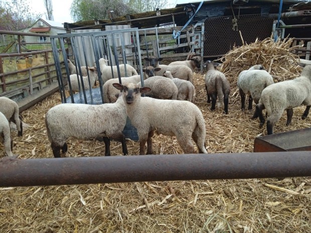 merino birka s suffolk kstol szletett br 