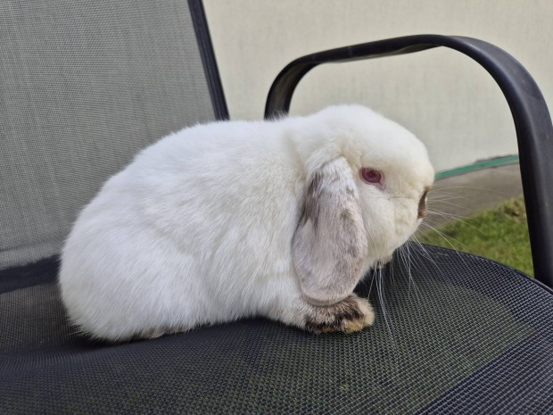 mini kosorrú törpenyúl törpe nyúl nyuszi