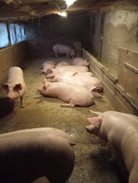 min�s�gi h�shizok 