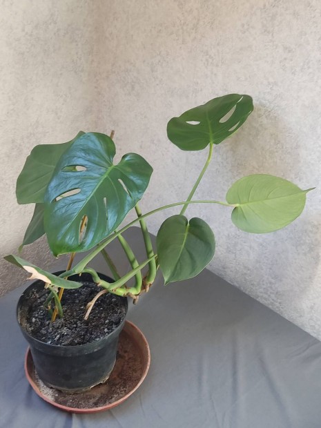 monstera, knnyezplma nvny