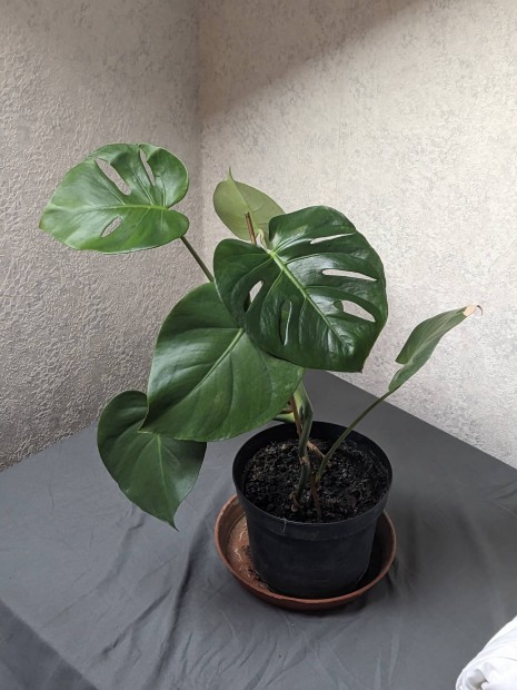 monstera nvny