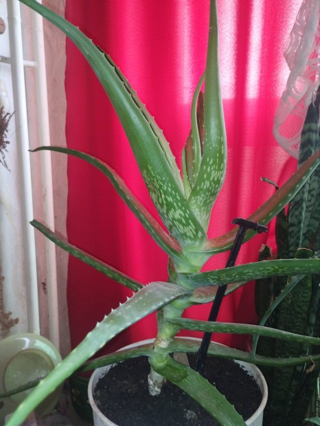 nagymret Aloe Vera olcsn