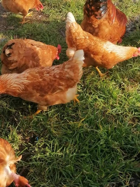 napos csibe akci 