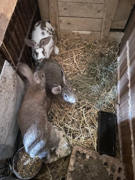 n�st�ny bak nyulak elad�ak