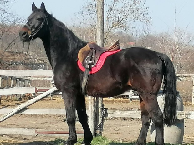 nyugot her�lt l� 