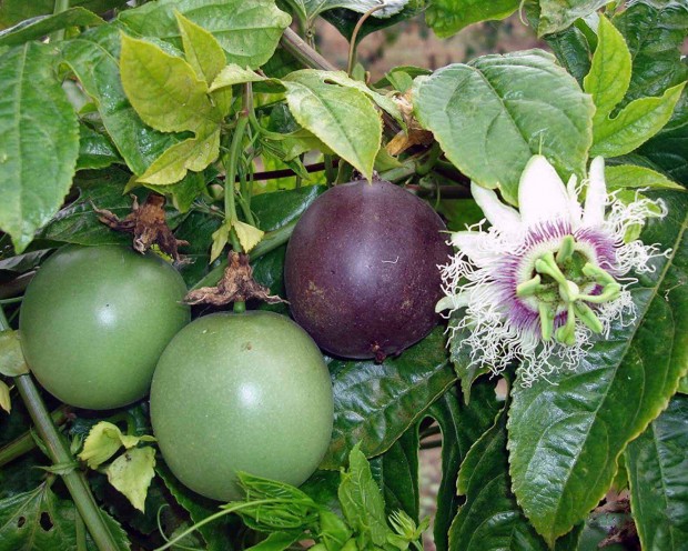 nporzs maracuja (Passiflora edulis)