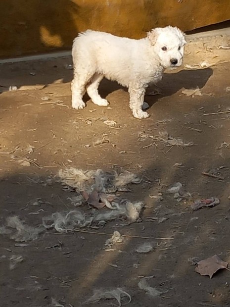 rkbefogadhat. ingyen elvihet Komondor fajtatiszta jelleg kutya