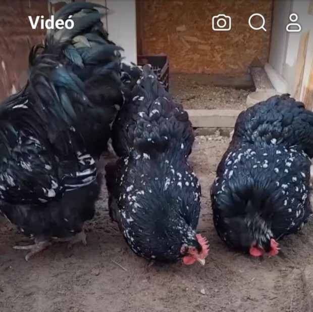 orpington tojs