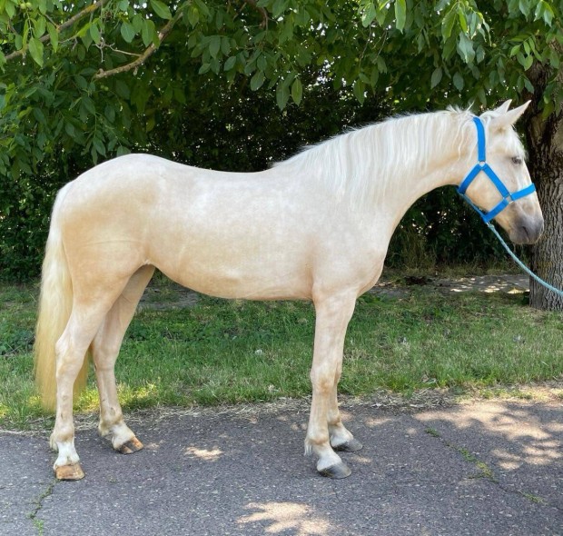 palomino kanca 
