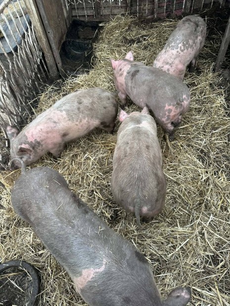 pietrin�duroc s�ld�k 