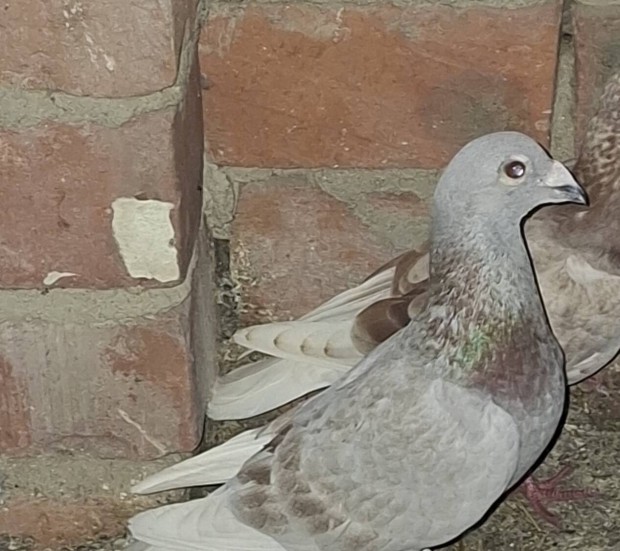 psta galambok