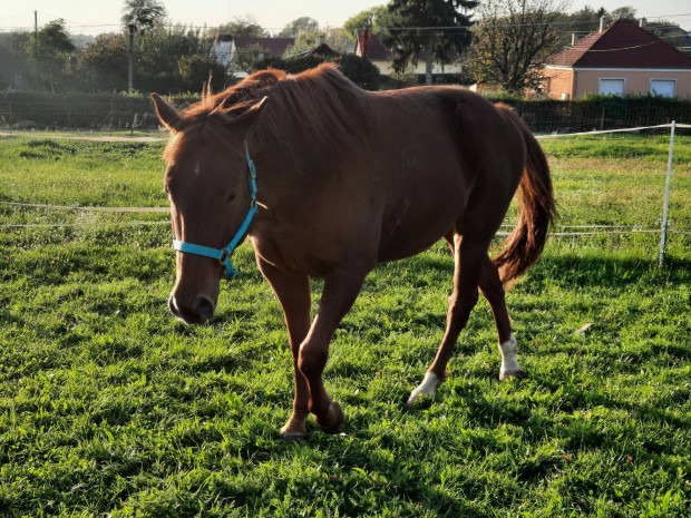 quarter horse