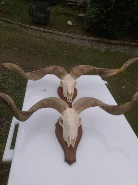 racka juh koponyk 6 db