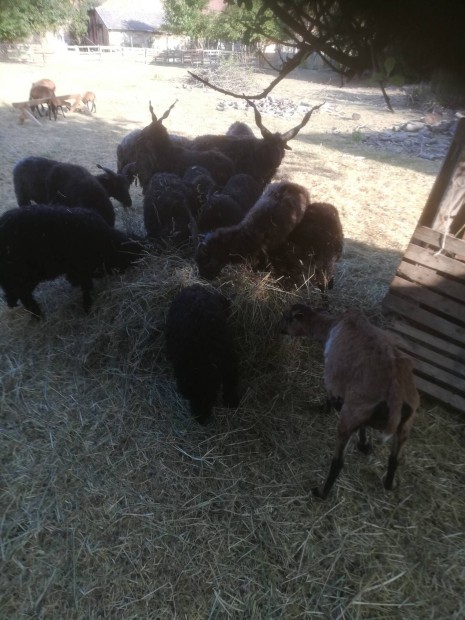 racka kos b�r�nyok �lve vagy konyhak�szen